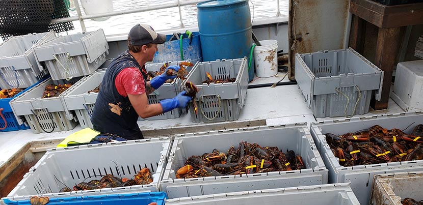How Lobstermen Formed a Union Co-op to Claw Back Fair Prices - Vimarsana News