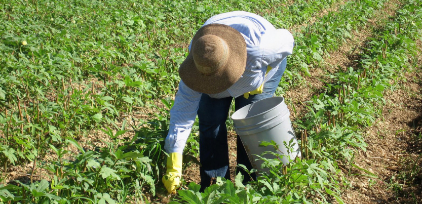 Farmworker in hat bent over in field, picking.