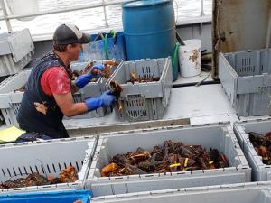 Man in cap and vest in orange shirt at top center. Three tubs of lobsters below him and others around him as well. Window at top center. Blue drum at top center.