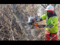 A person works outside among leafless trees, slicing through the trunk of one with an orange chainsaw. The person is wearing a neon green shirt and protective gear: gloves, a hardhat, sunglasses, a gaiter mask, and thick orange pants or chaps.