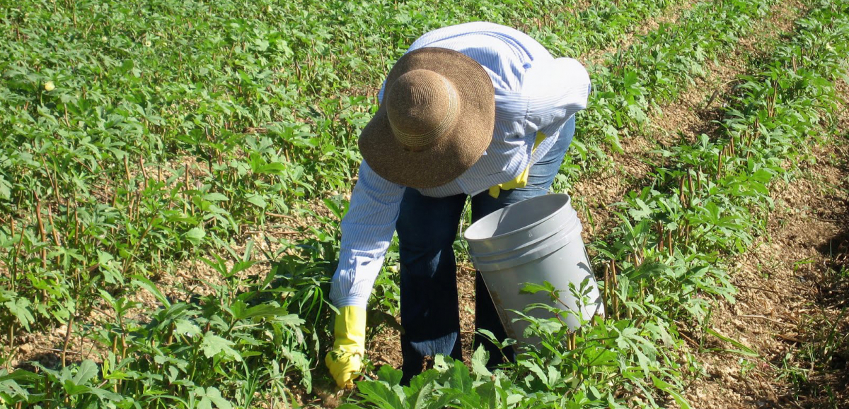 Farmworker in hat bent over in field, picking.