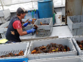 Man in cap and vest in orange shirt at top center. Three tubs of lobsters below him and others around him as well. Window at top center. Blue drum at top center.
